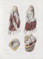 Planche 146 - Muscles du pied - Face plantaire - Traité complet de l'anatomie de l'homme, par les Dr [...]