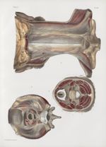 Planche 147 - Aponévroses du cou - Traité complet de l'anatomie de l'homme, par les Drs Bourgery et  [...]