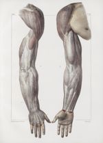 Planche 149 - Aponévrose d'enveloppe du membre thoracique - Traité complet de l'anatomie de l'homme, [...]