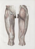 Planche 152 - Aponévrose d'enveloppe de la cuisse - Traité complet de l'anatomie de l'homme, par les [...]