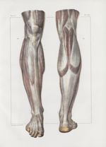 Planche 155 - Aponévroses de la jambe - Traité complet de l'anatomie de l'homme, par les Drs Bourger [...]