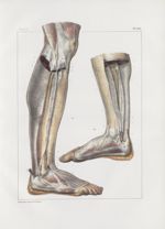 Planche 156 - Loges et cloisons aponévrotiques des muscles de la jambe et du pied - Plan latéraux -  [...]