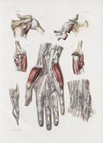 Planche 158 - Capsules et gaines synoviales du membre thoracique - Traité complet de l'anatomie de l [...]