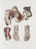 Planche 159 - Bourses synoviales du membre abdominal - Traité complet de l'anatomie de l'homme, par  [...]