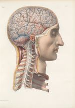 Planche 8 - Enveloppes céphalo-rachidiennes - Plan latéral - Traité complet de l'anatomie de l'homme [...]