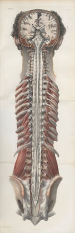 Planche 13 - Ensemble du système nerveux encéphalo-rachidien vu par le plan postérieur - Traité comp [...]