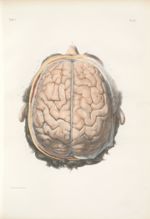 Planche 15 - Surface extérieure de l'encéphale - Cerveau vu par le plan supérieur ou syncipital, et  [...]