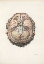 Planche 16 - Surface extérieure de l'encéphale - Encéphale (cerveau, cervelet, isthme de l'encéphale [...]