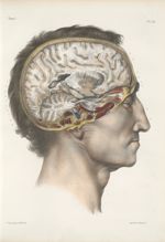Planche 22 - Coupe verticale de l'encéphale - Traité complet de l'anatomie de l'homme, par les Drs B [...]