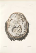 Planche 23 - Coupes horizontales du cerveau, vues par le plan inférieur - Traité complet de l'anatom [...]