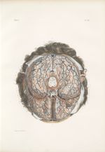 Planche 29 - Vaisseaux sanguins de la base du cerveau - Traité complet de l'anatomie de l'homme, par [...]