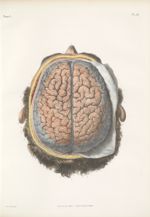 Planche 30 - Système vasculaire, artériel du cerveau, vu par la partie supérieure - Traité complet d [...]