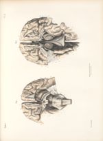 Planche 32 - Névrologie - Traité complet de l'anatomie de l'homme, par les Drs Bourgery et Claude Be [...]
