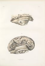 Planche 33 - Névrologie - Traité complet de l'anatomie de l'homme, par les Drs Bourgery et Claude Be [...]