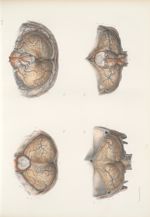 Planche 35 - Cervelet recouvert de ses vaisseaux - Traité complet de l'anatomie de l'homme, par les  [...]