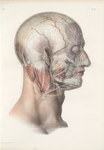 Planche 40 - Nerf facial - Traité complet de l'anatomie de l'homme, par les Drs Bourgery et Claude B [...]