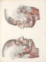 Planche 41 - Variétés du nerf facial - Traité complet de l'anatomie de l'homme, par les Drs Bourgery [...]