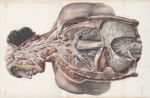 Planche 42 - Nerfs pneumo-gastriques, spinal, glosso-pharyngien, partie du trijumeau, grand hypoglos [...]