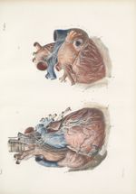 Planche 43 bis - Nerfs du coeur, des gros vaisseaux et de la membrane séreuse cardiaque (Adulte gran [...]