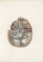 Planche 44 - Connexions des nerfs céphaliques à leur sortie du crâne - Traité complet de l'anatomie  [...]