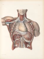 Planche 45 - Nerfs diaphragmatiques - Traité complet de l'anatomie de l'homme, par les Drs Bourgery  [...]