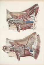 Planche 47 - Plexus cervicaux, superficiel et profond, à deux couches - Traité complet de l'anatomie [...]