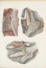Planche 48 - Anatomie microscopique. Nerf trijumeau - Traité complet de l'anatomie de l'homme, par l [...]