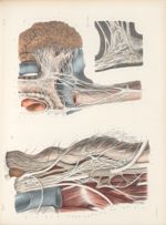 Planche 49 - Anatomie microscopique du nerf pneumo-gastrique. (D'après les dessins originaux d'un mé [...]