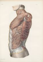 Planche 51 - Nerfs cutanés et musculaires du tronc - Plan latéral - Traité complet de l'anatomie de  [...]