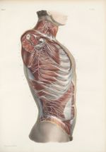Planche 52 - Nerfs cutanés et musculaires du tronc - Plan latéral - Traité complet de l'anatomie de  [...]