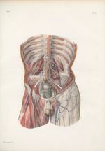 Planche 55 - Plexus lombaires, aortique et sacrés - Traité complet de l'anatomie de l'homme, par les [...]
