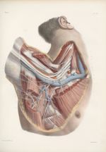 Planche 56 - Plexus brachial - Traité complet de l'anatomie de l'homme, par les Drs Bourgery et Clau [...]