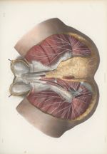 Planche 57 - Nerfs du périnée de l'homme - Traité complet de l'anatomie de l'homme, par les Drs Bour [...]