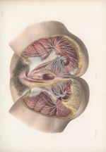 Planche 57 bis - Nerfs du périnée de la femme - Traité complet de l'anatomie de l'homme, par les Drs [...]