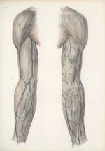 Planche 58 - Nerfs cutanés du membre thoracique - Traité complet de l'anatomie de l'homme, par les D [...]