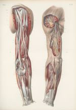 Planche 59 - Nerfs musculaires du bras - Traité complet de l'anatomie de l'homme, par les Drs Bourge [...]