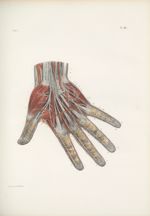 Planche 61 - Nerfs de la main - Nerfs musculaires de la main et cutanés des doigts - Couche palmaire [...]