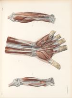 Planche 62 - Nerfs musculaires profonds de la main et de l'avant-bras - Traité complet de l'anatomie [...]