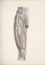 Planche 63 - Nerfs cutanés de la cuisse - Plan antérieur - Traité complet de l'anatomie de l'homme,  [...]
