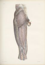 Planche 64 - Nerfs cutanés de la cuisse - Plan postérieur - Traité complet de l'anatomie de l'homme, [...]