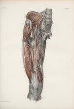 Planche 65 - Nerfs musculaires de la cuisse - Plan antérieur - Traité complet de l'anatomie de l'hom [...]