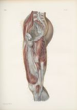 Planche 66 - Nerfs musculaires de la cuisse - Plan interne - Traité complet de l'anatomie de l'homme [...]