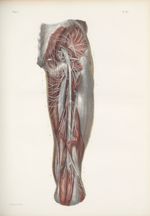 Planche 67 - Nerfs musculaires de la cuisse - Plan postérieur - Traité complet de l'anatomie de l'ho [...]
