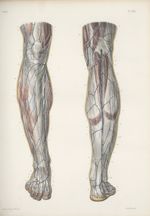 Planche 68 - Nerfs cutanés de la jambe - Traité complet de l'anatomie de l'homme, par les Drs Bourge [...]