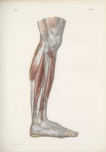 Planche 70 - Nerfs musculaires de la jambe - Face externe de la jambe - Traité complet de l'anatomie [...]