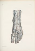 Planche 71 - Nerfs du pied - Nerfs sous-cutanés de la face dorsale - Traité complet de l'anatomie de [...]