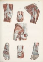 Planche 73 - Nerfs articulaires et musculaires profonds - Traité complet de l'anatomie de l'homme, p [...]