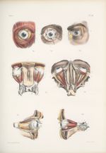 Planche 74 - Muscles de l'oeil - Traité complet de l'anatomie de l'homme, par les Drs Bourgery et Cl [...]