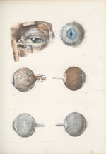Planche 75 - Anatomie microscopique de l'oeil (Grossissement de 2 3/4 diamètre ; en surface 7 1/2 fo [...]