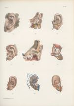 Planche 80 - Oreille externe - Traité complet de l'anatomie de l'homme, par les Drs Bourgery et Clau [...]